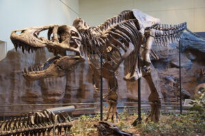 Tyrannosaurus rex holotype specimen at the Carnegie Museum of Natural History, Pittsburgh